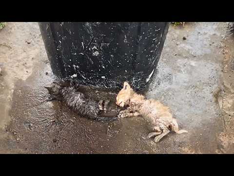 Видео: Два умирающих котёнка были брошены на холодный пол мусорной станции, слишком слабы, чтобы плакать.