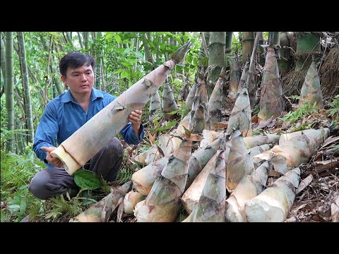 Видео: Сбор гигантских побегов бамбука и джекфрута. Роберт | Жизнь в зеленом лесу