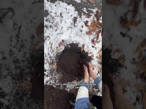 Видео: Поздняя посадка и укрытие пионов в северных регионах.