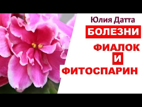Видео: ВСЕ БОЛЕЗНИ ФИАЛКИ УЙДУТ ОТ ЭТОГО РАСТВОРА! Так ли ЭТО???  ФИТОСПОРИН. Юлия Датта