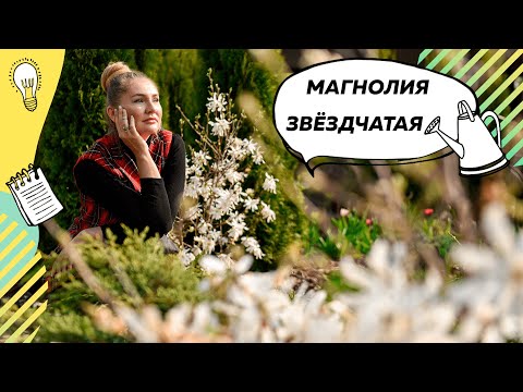 Видео: Магнолия Звездчатая | Цветущая магнолия | Дерево Магнолия | Магнолия в саду