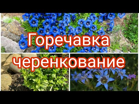 Видео: ГОРЕЧАВКА , ЧЕРЕНКОВАНИЕ .