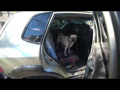 Видео: Кузян на прогулке. 16.04.2025