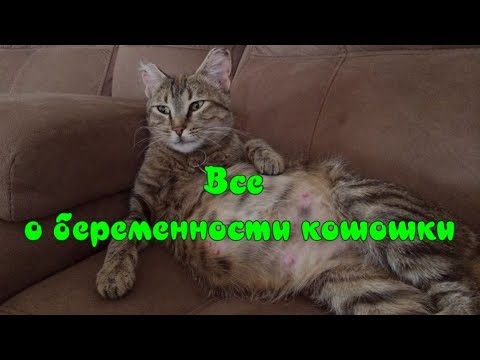 Видео: ВСЕ О БЕРЕМЕННОСТИ КОШКИ Уход за кошкой  ALL ABOUT CAT PREGNANCY Caring for a cat