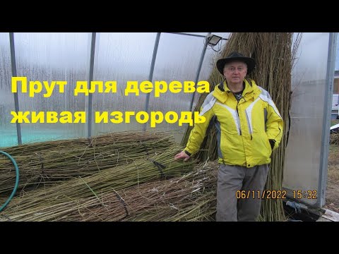 Видео: Прут ивы для изгороди, живого плетёного дерева, беседки, арки, туннеля, самые лучшие сорта ивы.