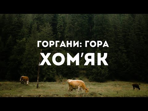 Видео: Підйом на гору Хом'як з села Татарів, літо 2024 | Горгани — похід одного дня