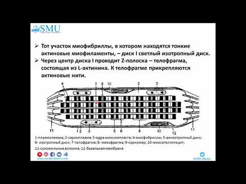 Видео: Лекция Мышечные ткани