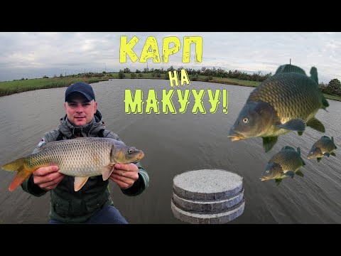 Видео: Ловля карпа на Макуху! Как наловить много рыбы!