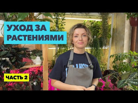 Видео: Мой еженедельный уход за комнатными растениями (2 часть)