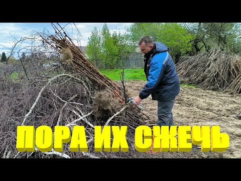 Видео: РАССАДА ТАБАКА ЗАМОРОЗКИ пережила, а РОЗЫ нет. Избавляемся от ТАБАЧНЫХ СТЕБЛЕЙ.
