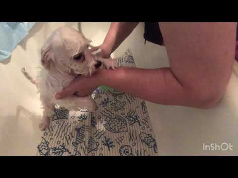 Видео: Мытьё щенка бишон фризе