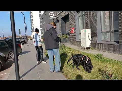 Видео: Пенза ЖК Лугометрия 25.10.2025