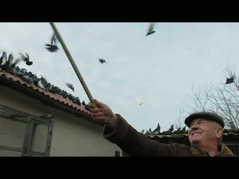 Видео: НИКОЛАЕВСКИЕ ГОЛУБИ./pigeons/ БАБОЧКА 2024 (1часть) +7(978) 820 81 45