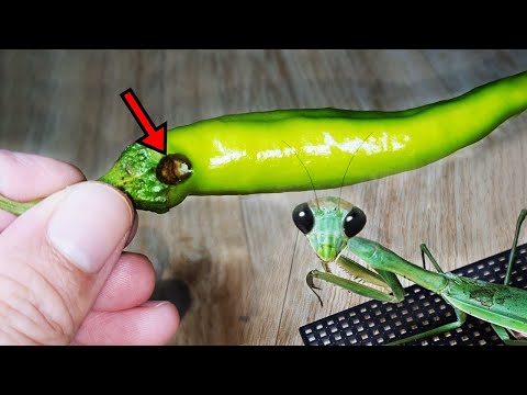 Видео: Если вы видите подобную дырку в перце чили, выбросьте его прямо сейчас! Мантис, помоги мне!