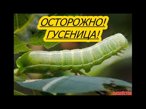 Видео: КАК БОРОТЬСЯ С ГУСЕНИЦЕЙ?