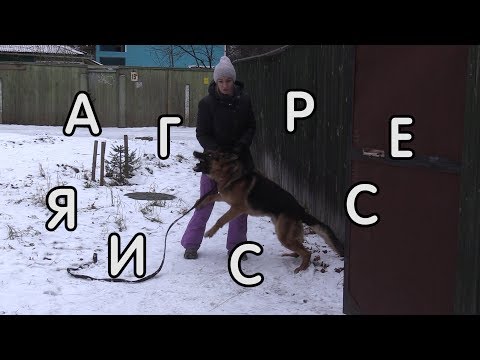 Видео: Агрессия к соседской собаке, немецкая овчарка, коррекция поведения