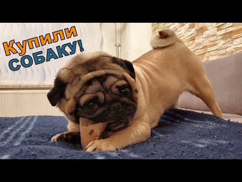 Видео: Купили СОБАКУ, ТРИ года назад !!!