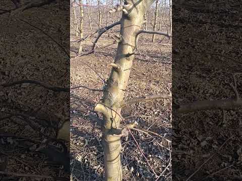Видео: Мультисад, відповідаємо на питання із садівництва