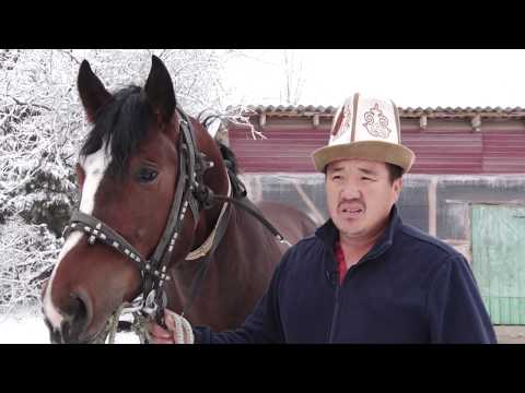 Видео: Кыргыздын мыкты күлүктөрү кантип тапталат / АРГЫМАК