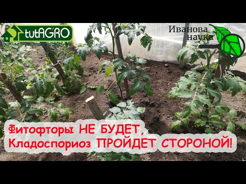 Видео: САМАЯ ПОЛНАЯ и ДОСТУПНАЯ СХЕМА ОБРАБОТКИ ТОМАТА, ПЕРЦА и ОГУРЦА ОТ БОЛЕЗНЕЙ. Для теплицы и огорода.