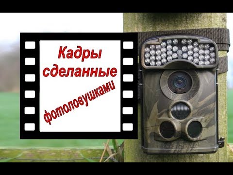 Видео: Проверка фотоловушек HC-300V и HC-801A. Кадры с фотоловушек.
