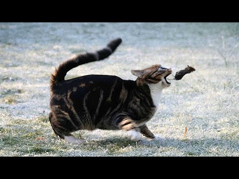 Видео: Домашние Кошки на Охоте! Кошки ловят мышей, крыс, птиц и даже зайцев и змей