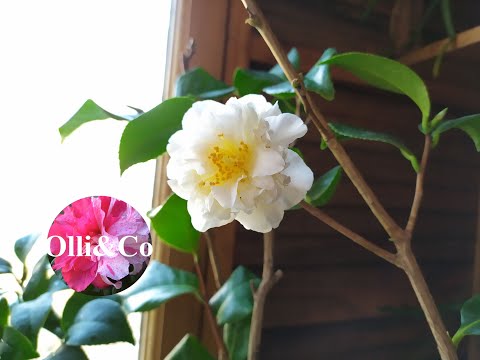 Видео: КАМЕЛИИ ПОСЛЕ ПЕРЕСАДКИ