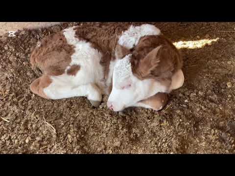 Видео: СМЕНТАЛ ЕГЗАКЛАР СОТИЛДИ !!!😎😎😉