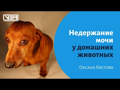 Видео: Недержание мочи у домашних животных.