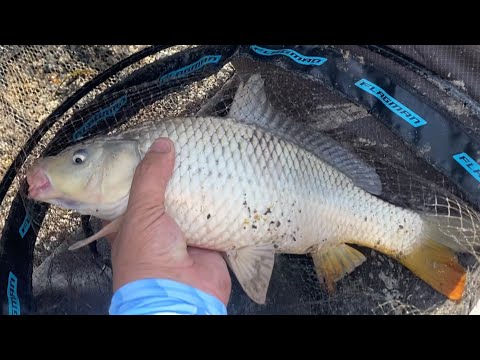 Видео: Рыбалка на Сырдарье!!! Сазан МА МА МА !!!!