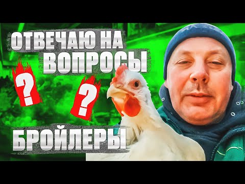 Видео: Все самое интересное о БРОЙЛЕРАХ. "Мое Подворье"