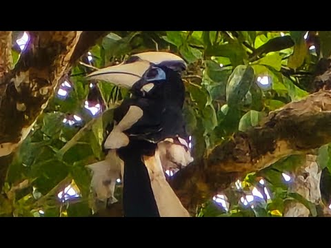 Видео: Река Китанабатанг, остаться в живых, Борнео, Малайзия