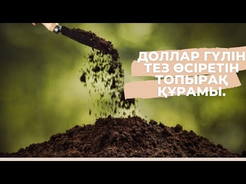 Видео: Доллар гүліне топырақ жасау.Грунт для доллара.