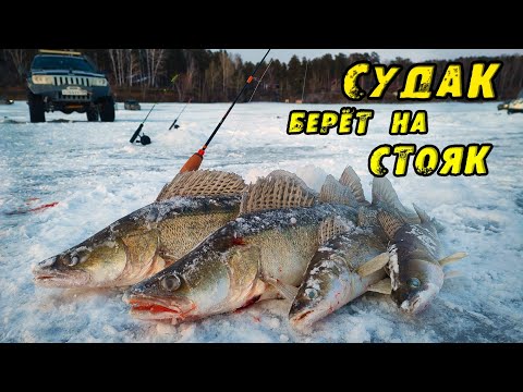 Видео: Вот это ЭМОЦИИ! СТОЯЧКА в Марте! КРУПНЯК берёт на СТОЯК! Вечерний выход СУДАКА! Рыбалка на Судака.