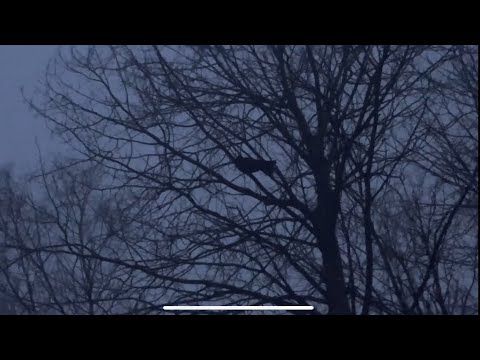 Видео: Весенний ток глухаря, песня глухаря-рай для ушей охотника #охота #природа