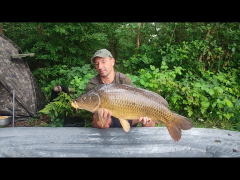 Видео: Дикий сазан рекорд сезона 2023#новый дикарь#рыбалка на диком озере#рыбалка в Германии#карповая рыбал