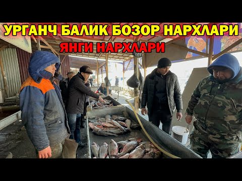 Видео: УРГАНЧ БАЛИК БОЗОР НАРХЛАРИ МУЗЛАГАН БАЛИКЛАР | URGANCH BALIQ BOZORI #baliq