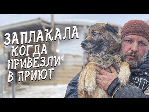 Видео: Спасение животных/ Дом продали, а собаку оставили на цепи