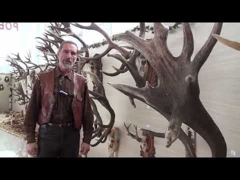 Видео: Трофейно дело