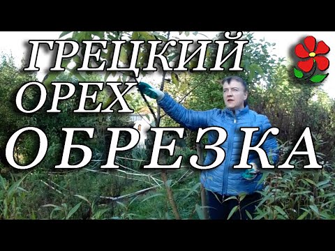 Видео: Обрезка и формирование молодого грецкого ореха.