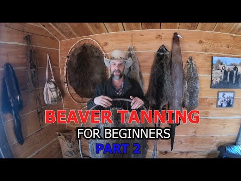Видео: Дубление шкуры бобра. Часть 2