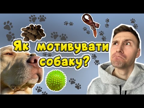 Видео: Мотивація! Як мотивувати собаку? Чим дресирувати собаку?