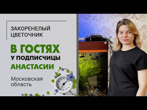 Видео: В гостях у Анастасии. Московская область | Коллекция комнатных растений прекрасной цветочницы