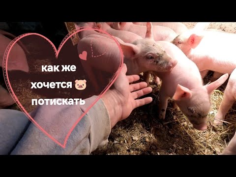 Видео: Поросятам "темпикам" неделька 🐷 как же хочется их потискать