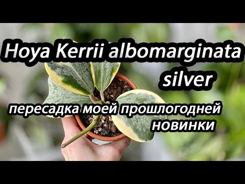 Видео: Hoya Kerrii albomarginata silver - пересадка моей прошлогодней новинки