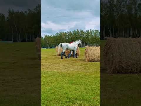 Видео: Лошадки в Москино
