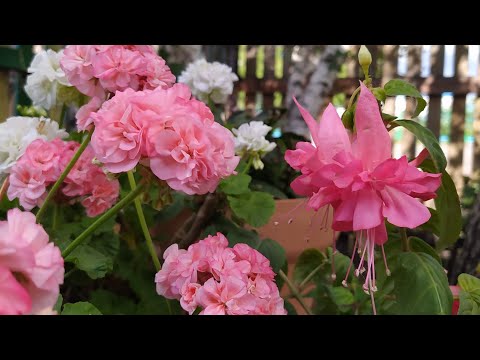 Видео: ОБЗОР.ЦВЕТЕНИЕ ПЕЛАРГОНИИ ФУКСИИ #garden #pelargonium #cad#пеларгония 