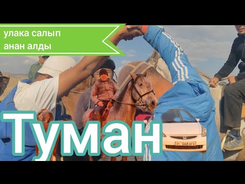 Видео: Туманды улака салып алды