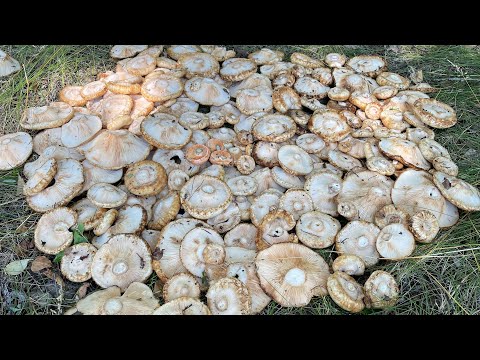 Видео: Грибной сезон 2022!!! Грибной шок!!! Четыре ведра груздей настоящих!!! И это все аллеи!!!