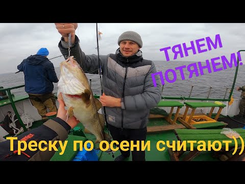 Видео: Тянем потянем! Треску по осени считают)